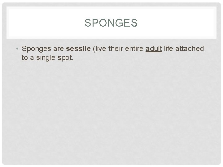 SPONGES • Sponges are sessile (live their entire adult life attached to a single