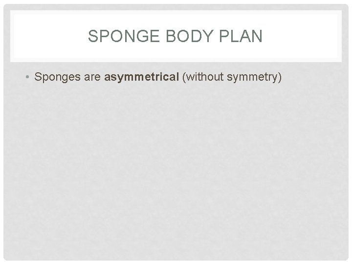 SPONGE BODY PLAN • Sponges are asymmetrical (without symmetry) 