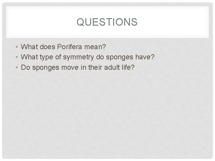 QUESTIONS • What does Porifera mean? • What type of symmetry do sponges have?