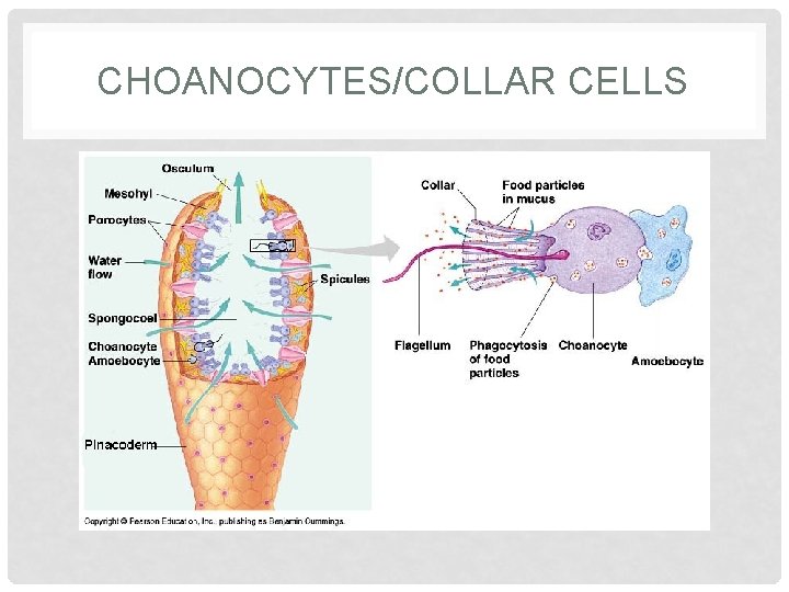 CHOANOCYTES/COLLAR CELLS 