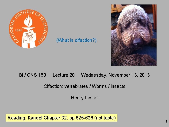 (What is olfaction? ) Bi / CNS 150 Lecture 20 Wednesday, November 13, 2013