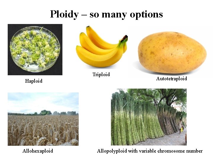 Ploidy – so many options Triploid Haploid Allohexaploid Autotetraploid Allopolyploid with variable chromosome number