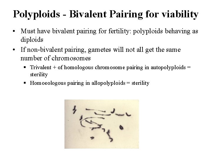 Polyploids - Bivalent Pairing for viability • Must have bivalent pairing for fertility: polyploids