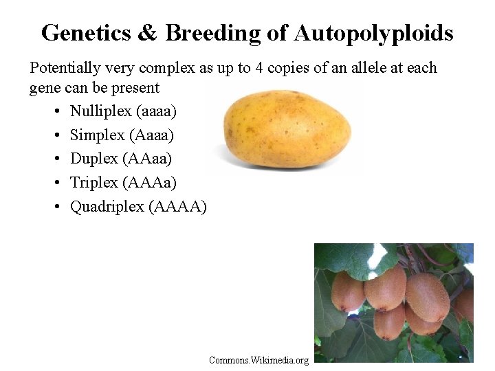 Genetics & Breeding of Autopolyploids Potentially very complex as up to 4 copies of