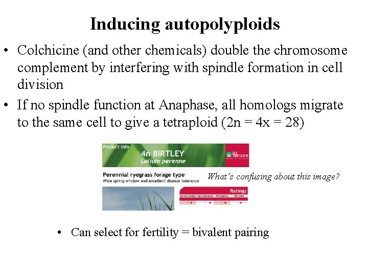 Inducing autopolyploids • Colchicine (and other chemicals) double the chromosome complement by interfering with Inducing autopolyploids • Colchicine (and other chemicals) double the chromosome complement by interfering with