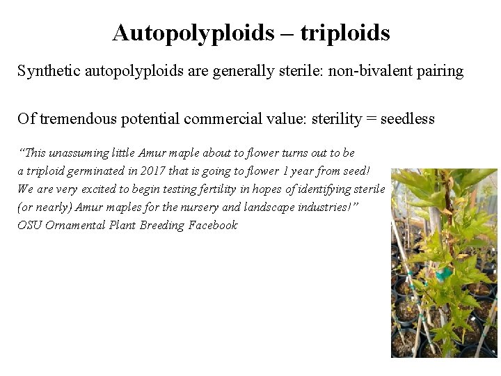 Autopolyploids – triploids Synthetic autopolyploids are generally sterile: non-bivalent pairing Of tremendous potential commercial