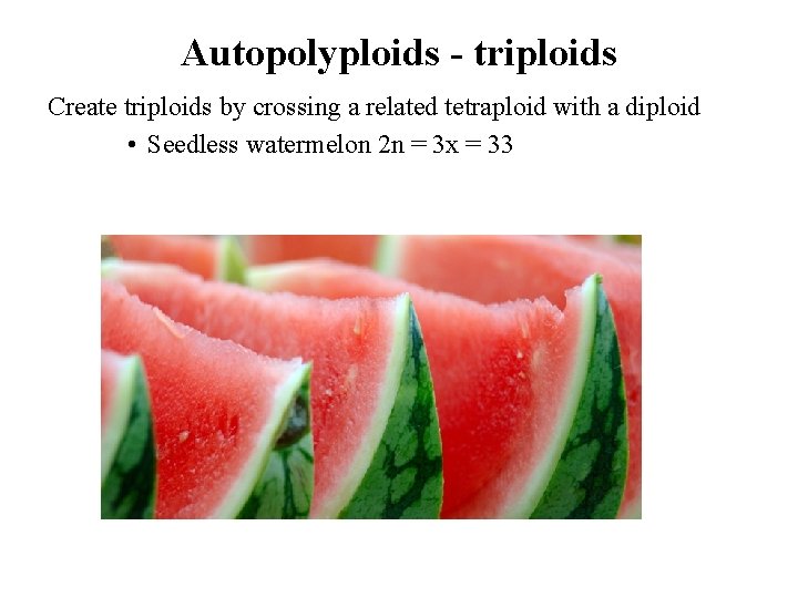 Autopolyploids - triploids Create triploids by crossing a related tetraploid with a diploid •