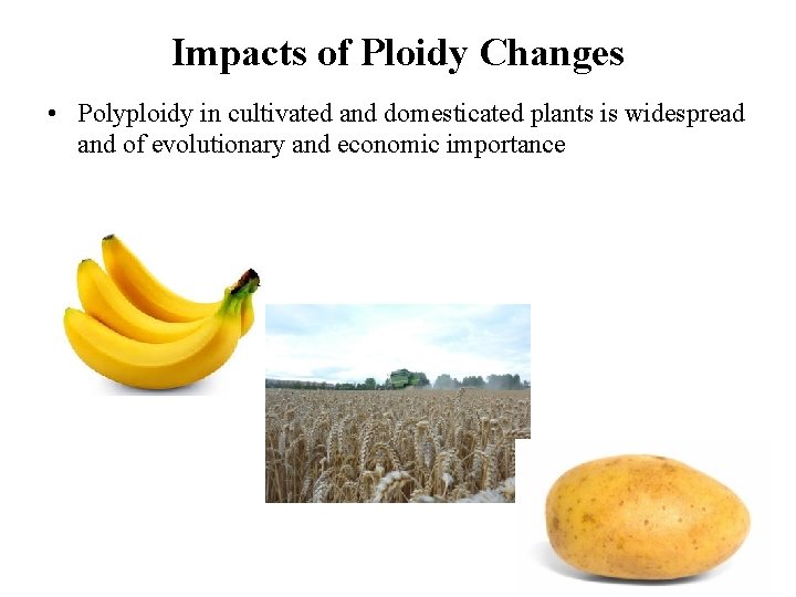 Impacts of Ploidy Changes • Polyploidy in cultivated and domesticated plants is widespread and