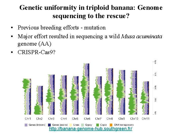 Genetic uniformity in triploid banana: Genome sequencing to the rescue? • Previous breeding efforts Genetic uniformity in triploid banana: Genome sequencing to the rescue? • Previous breeding efforts