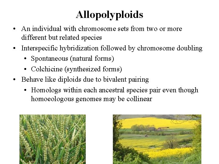 Allopolyploids • An individual with chromosome sets from two or more different but related