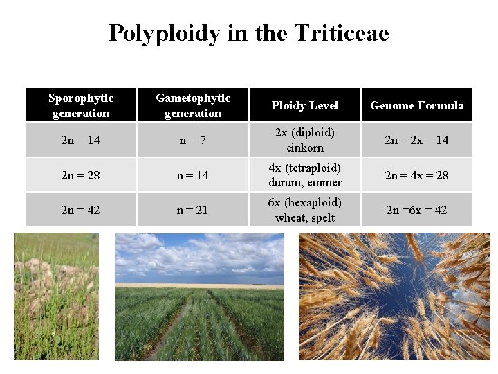 Polyploidy in the Triticeae Sporophytic generation Gametophytic generation Ploidy Level Genome Formula 2 n