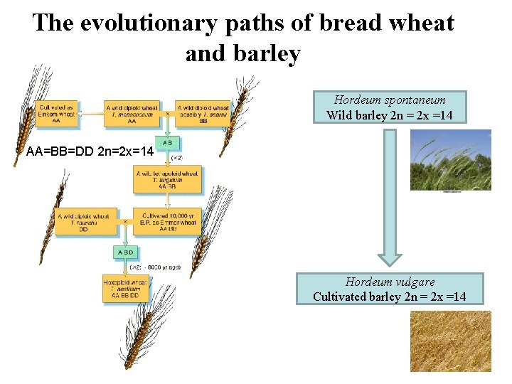 The evolutionary paths of bread wheat and barley Hordeum spontaneum Wild barley 2 n