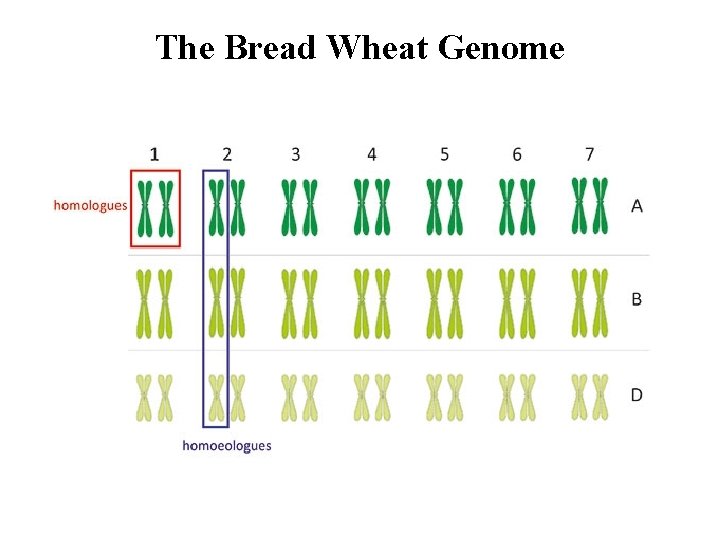 The Bread Wheat Genome 