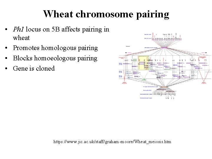 Wheat chromosome pairing • Ph 1 locus on 5 B affects pairing in wheat Wheat chromosome pairing • Ph 1 locus on 5 B affects pairing in wheat