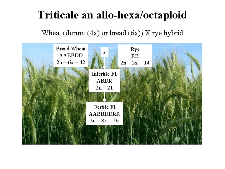 Triticale an allo-hexa/octaploid Wheat (durum (4 x) or bread (6 x)) X rye hybrid