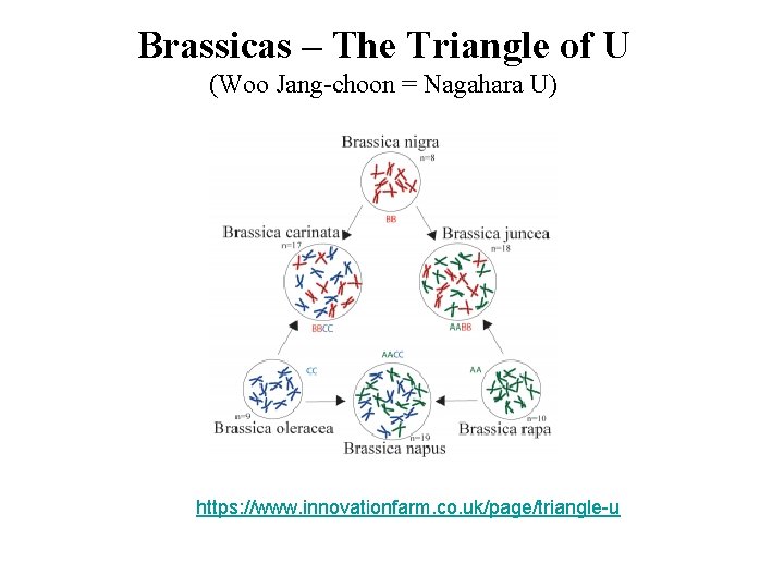 Brassicas – The Triangle of U (Woo Jang-choon = Nagahara U) https: //www. innovationfarm. Brassicas – The Triangle of U (Woo Jang-choon = Nagahara U) https: //www. innovationfarm.