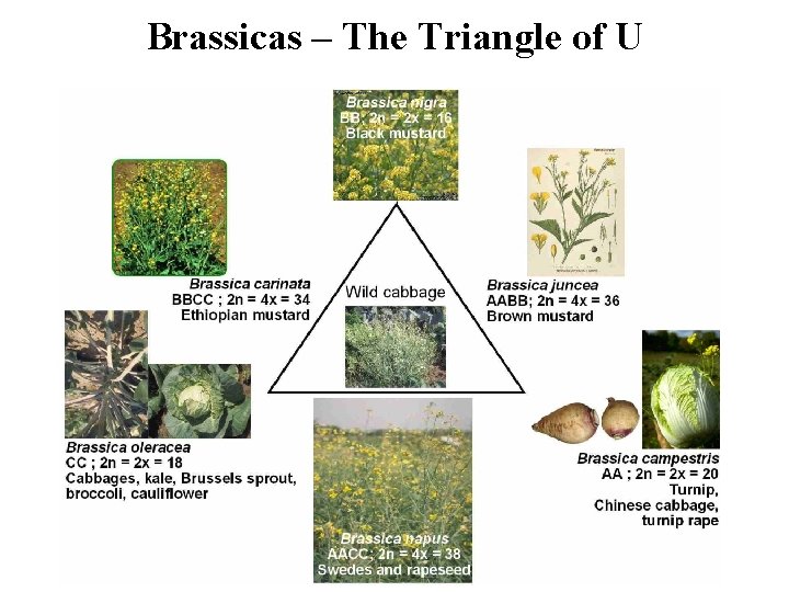 Brassicas – The Triangle of U Brassicas – The Triangle of U