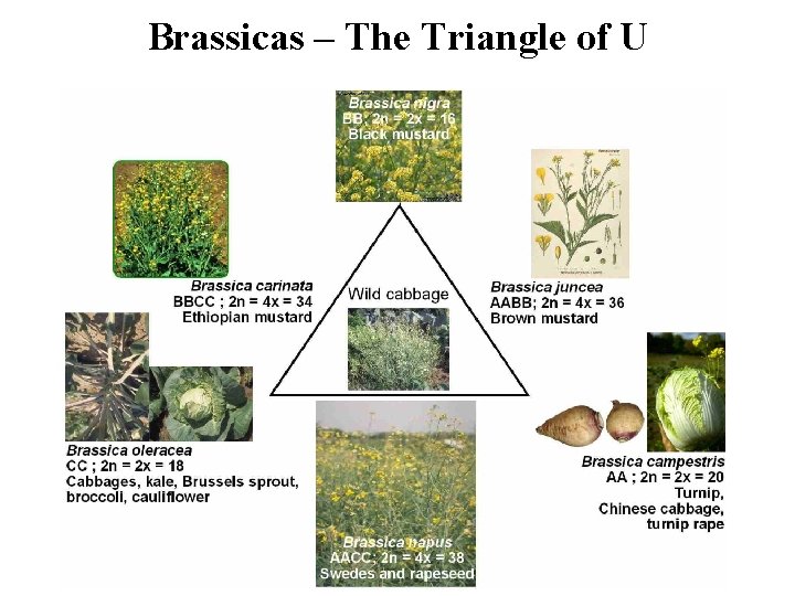 Brassicas – The Triangle of U 