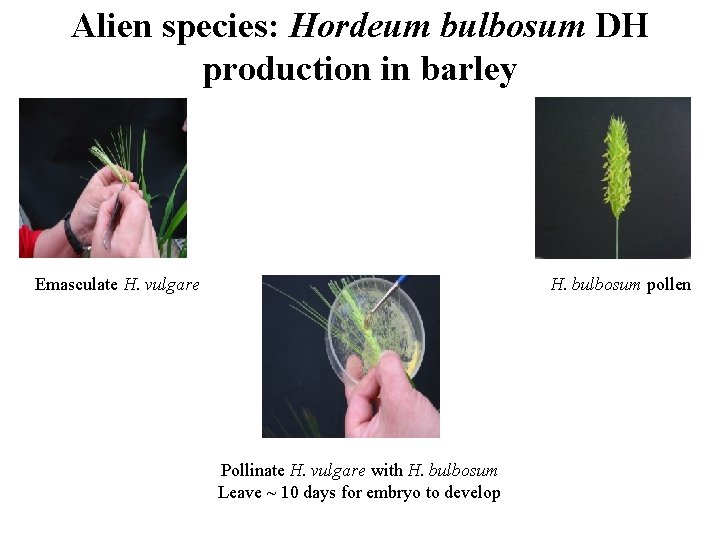 Alien species: Hordeum bulbosum DH production in barley Emasculate H. vulgare H. bulbosum pollen Alien species: Hordeum bulbosum DH production in barley Emasculate H. vulgare H. bulbosum pollen