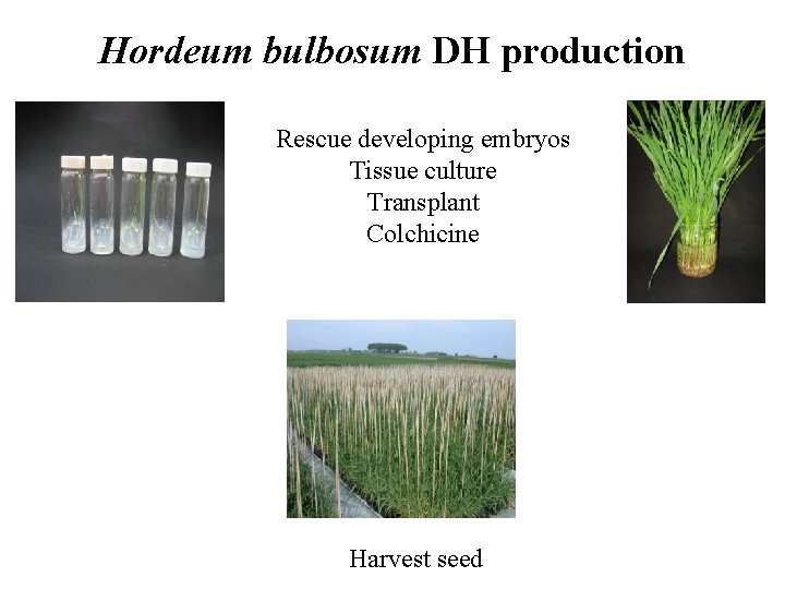 Hordeum bulbosum DH production Rescue developing embryos Tissue culture Transplant Colchicine Harvest seed 