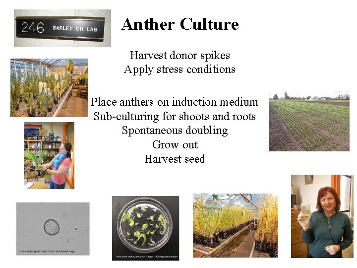 Anther Culture Harvest donor spikes Apply stress conditions Place anthers on induction medium Sub-culturing Anther Culture Harvest donor spikes Apply stress conditions Place anthers on induction medium Sub-culturing