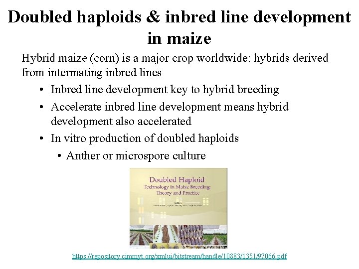 Doubled haploids & inbred line development in maize Hybrid maize (corn) is a major Doubled haploids & inbred line development in maize Hybrid maize (corn) is a major