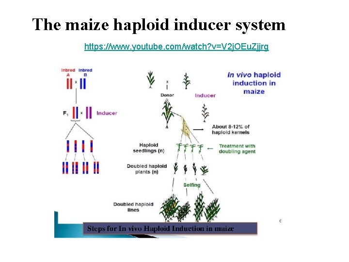 The maize haploid inducer system https: //www. youtube. com/watch? v=V 2 j. OEu. Zjjrg