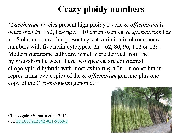Crazy ploidy numbers “Saccharum species present high ploidy levels. S. officinarum is octoploid (2 Crazy ploidy numbers “Saccharum species present high ploidy levels. S. officinarum is octoploid (2