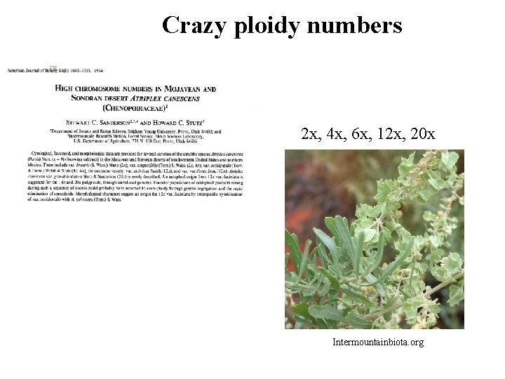 Crazy ploidy numbers 2 x, 4 x, 6 x, 12 x, 20 x Intermountainbiota. Crazy ploidy numbers 2 x, 4 x, 6 x, 12 x, 20 x Intermountainbiota.