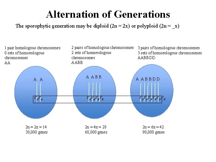 Alternation of Generations The sporophytic generation may be diploid (2 n = 2 x)