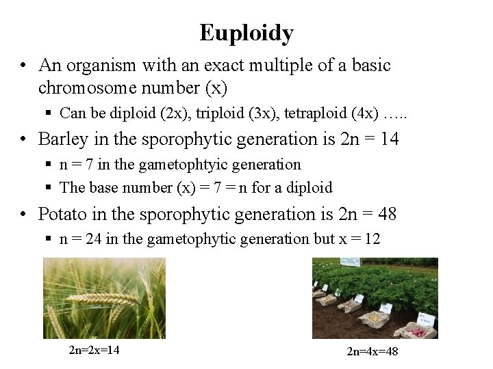 Euploidy • An organism with an exact multiple of a basic chromosome number (x)