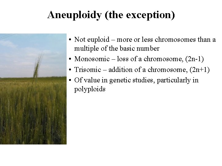 Aneuploidy (the exception) • Not euploid – more or less chromosomes than a multiple Aneuploidy (the exception) • Not euploid – more or less chromosomes than a multiple