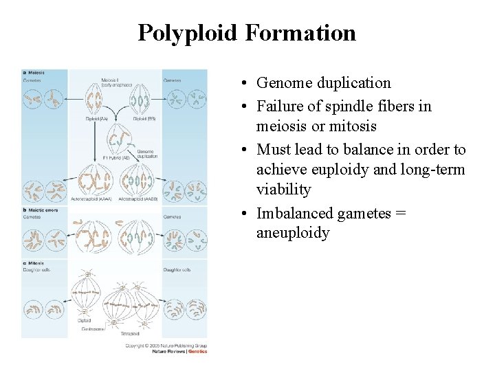 Polyploid Formation • Genome duplication • Failure of spindle fibers in meiosis or mitosis Polyploid Formation • Genome duplication • Failure of spindle fibers in meiosis or mitosis