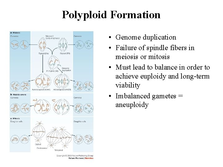 Polyploid Formation • Genome duplication • Failure of spindle fibers in meiosis or mitosis