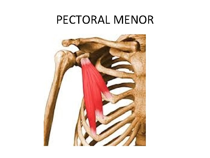PECTORAL MENOR 