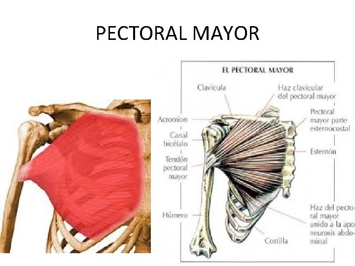 PECTORAL MAYOR 