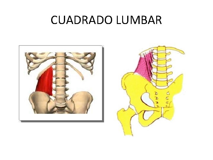 CUADRADO LUMBAR 