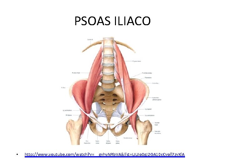 PSOAS ILIACO • http: //www. youtube. com/watch? v=__gvhy. NRb. VA&list=UUIo 0 g. J 2