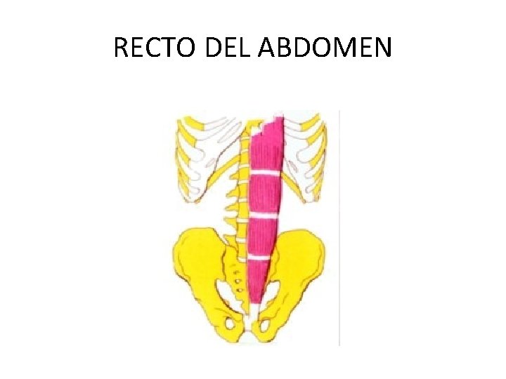 RECTO DEL ABDOMEN 