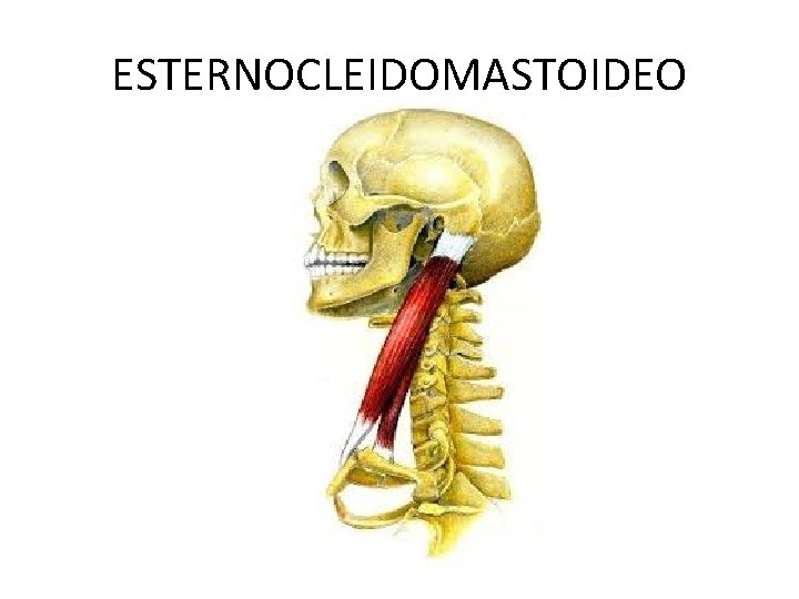 ESTERNOCLEIDOMASTOIDEO 