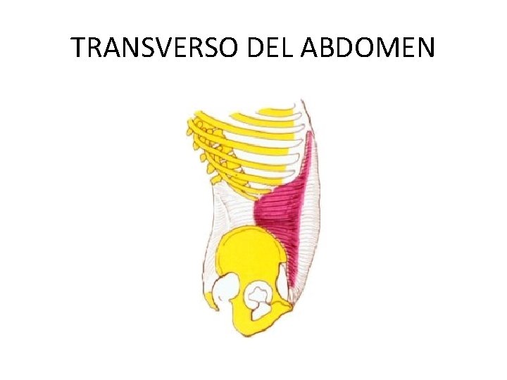 TRANSVERSO DEL ABDOMEN 