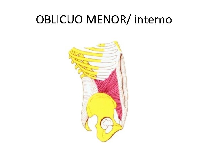 OBLICUO MENOR/ interno 