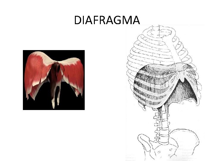 DIAFRAGMA 