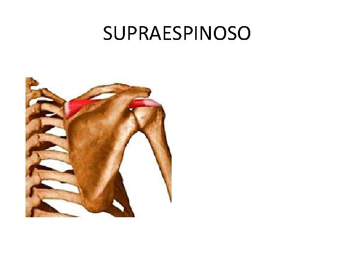 SUPRAESPINOSO 