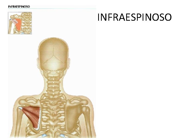 INFRAESPINOSO 