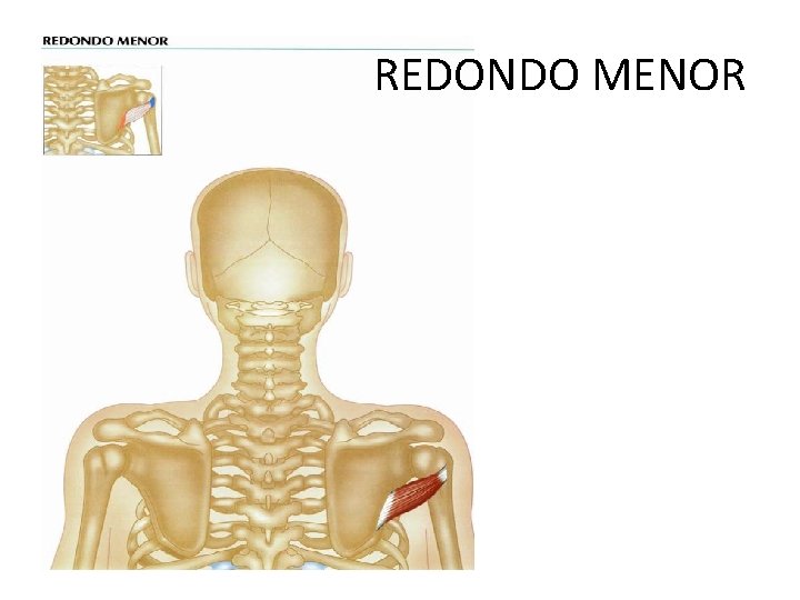 REDONDO MENOR 