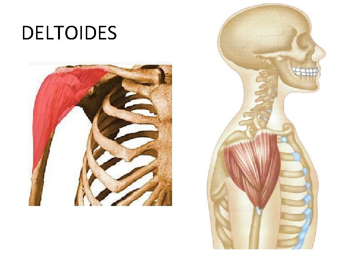 DELTOIDES 