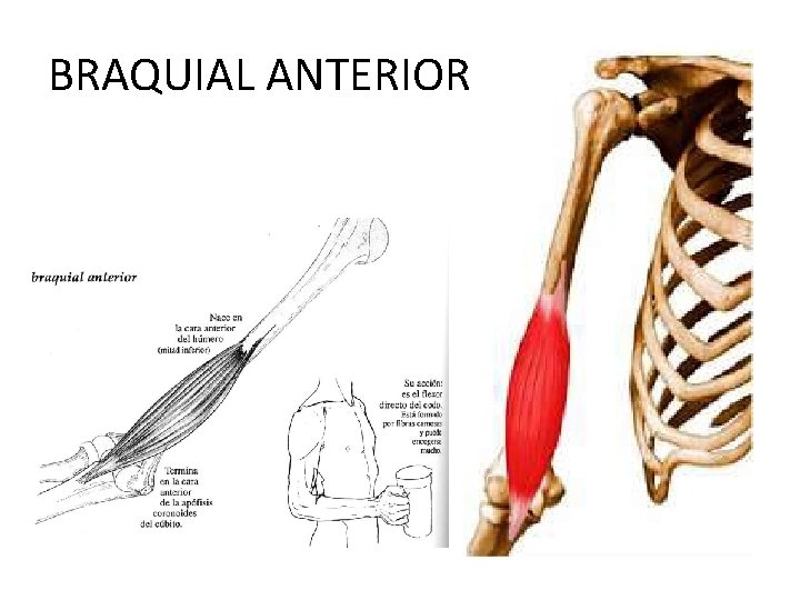BRAQUIAL ANTERIOR 