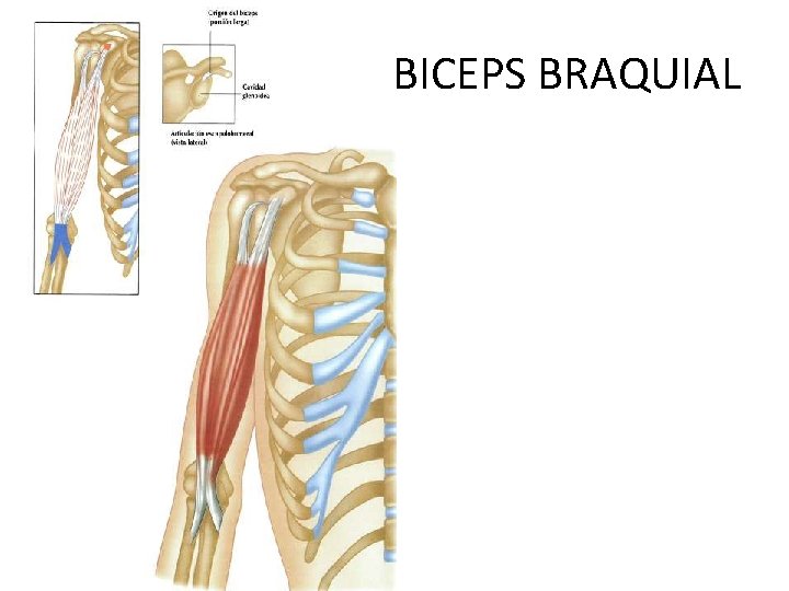 BICEPS BRAQUIAL 