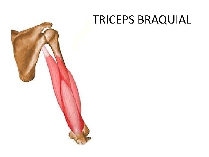 TRICEPS BRAQUIAL 